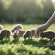 drying forage for rabbits