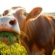 cow forage consumption explained