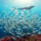 forage fish sustain marine ecosystems