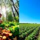 foraging vs farming debate