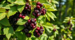 elderberry health and recipes