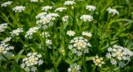 gathering wild carrot blossoms