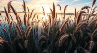 harvesting aquatic wild rice