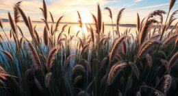 harvesting aquatic wild rice