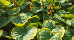harvesting edible plantains outdoors