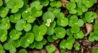 lemon flavored wild greens