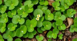lemon flavored wild greens