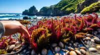 seaweed foraging coastal guide