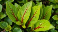 tangy sheep sorrel leaves