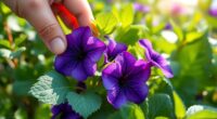 violet edible flowers and leaves