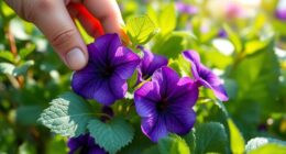 violet edible flowers and leaves