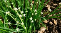 wild onion identification and uses