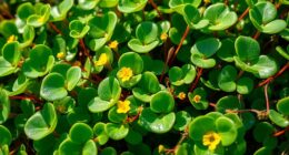 wild succulent green forage
