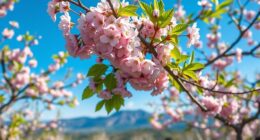 bloom timing predicts harvest
