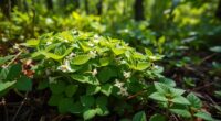 eat invasive plants beneficial