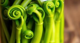 fermented fiddleheads spring probiotic