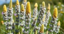 mullein for respiratory relief