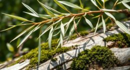 natural pain relief option