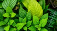 plant family identification tips