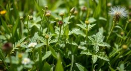 plants for cuts and stings