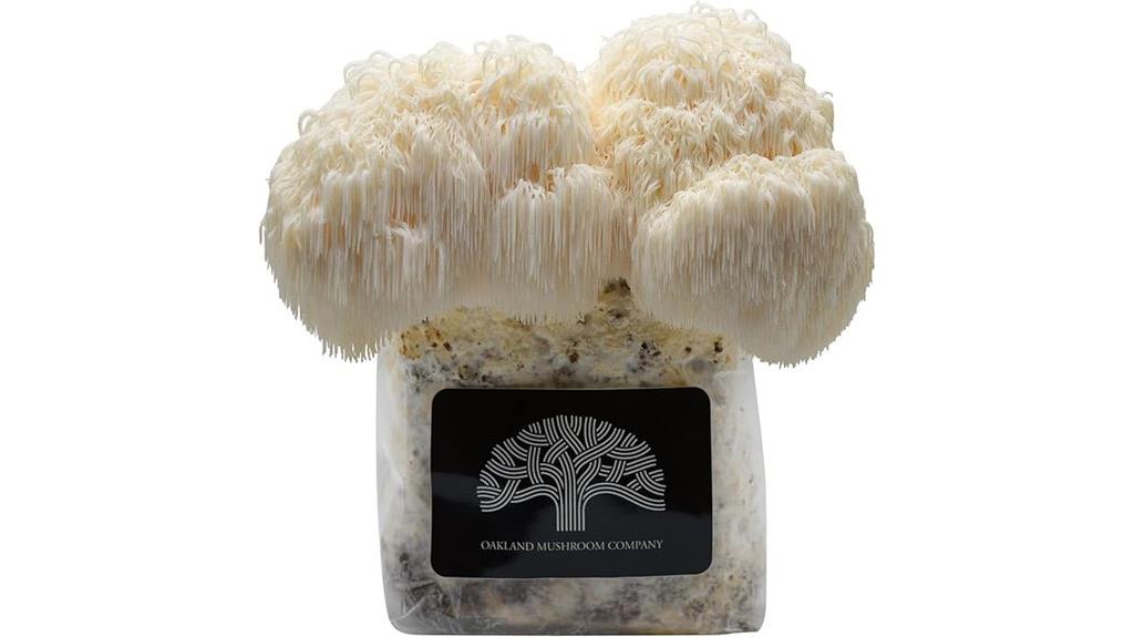 lions mane mushroom kit
