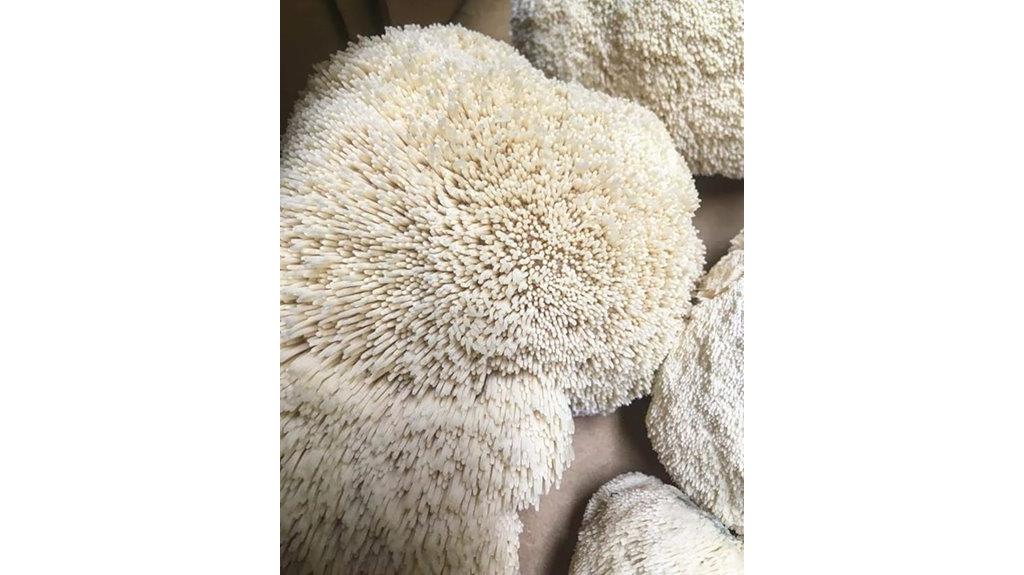 lions mane mushroom spawn