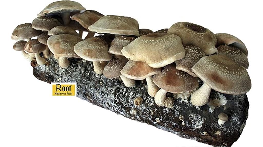 shiitake mushroom growing kit