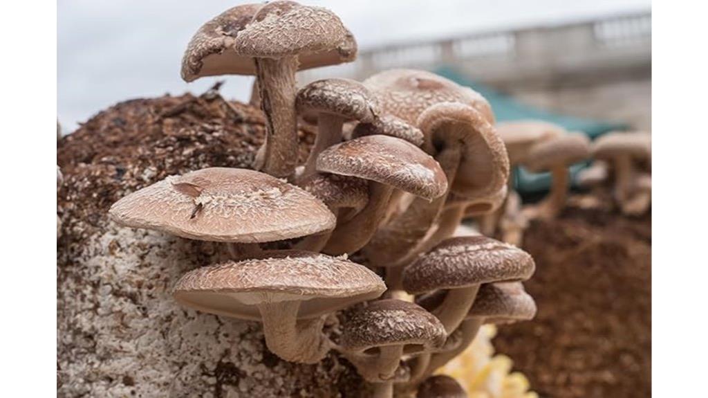shiitake mushroom spawn pack