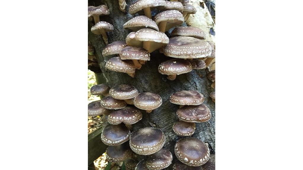 shiitake mushroom spawn plugs