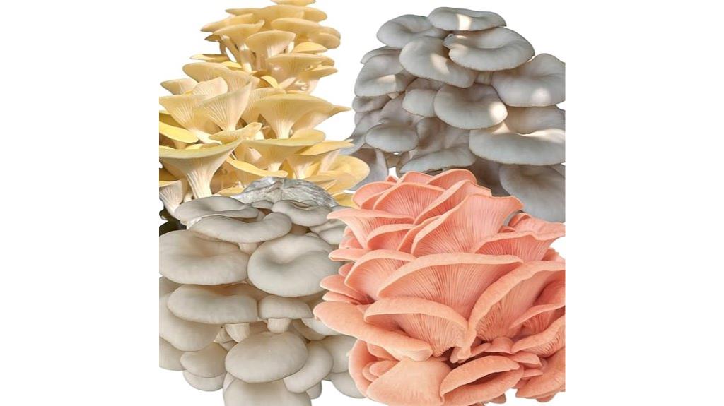 variety of oyster mushroom kits