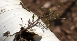 birch bark salicylate extraction