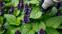 comfrey topical use risks