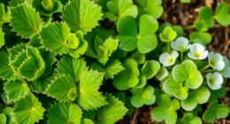 comparison of sour greens