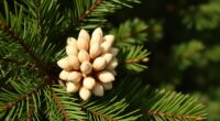 conifers with edible seeds