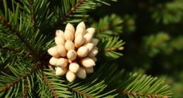 conifers with edible seeds