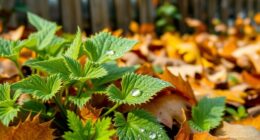 fall nettles young regrowth safety