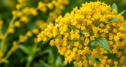 goldenrod allergy myth busted