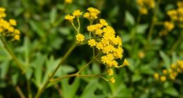 goldenrod allergy myth debunked
