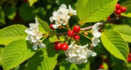hawthorn flowers leaves berries