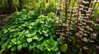 invasive garlic mustard knotweed