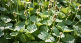 late season seed and leaf harvesting