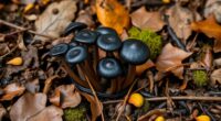 locating black trumpets in leaf litter