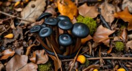 locating black trumpets in leaf litter