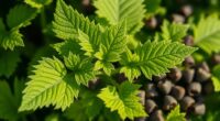 nettle seed leaf benefits