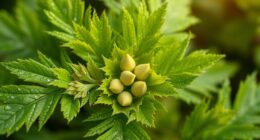 nettle seed leaf benefits
