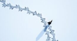 snow s contrast scent soot