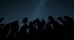 stars trees wind navigation