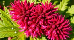 thymol rich bee balm