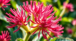 thymol rich monarda remedies