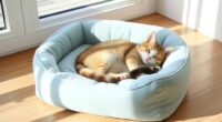 top premium cat bed choices